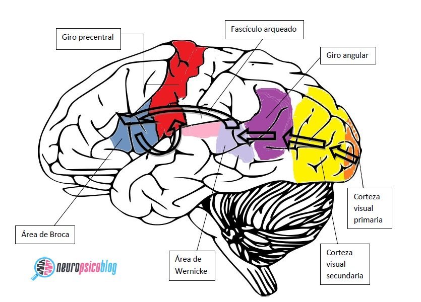 Neuroanatomía de la escritura