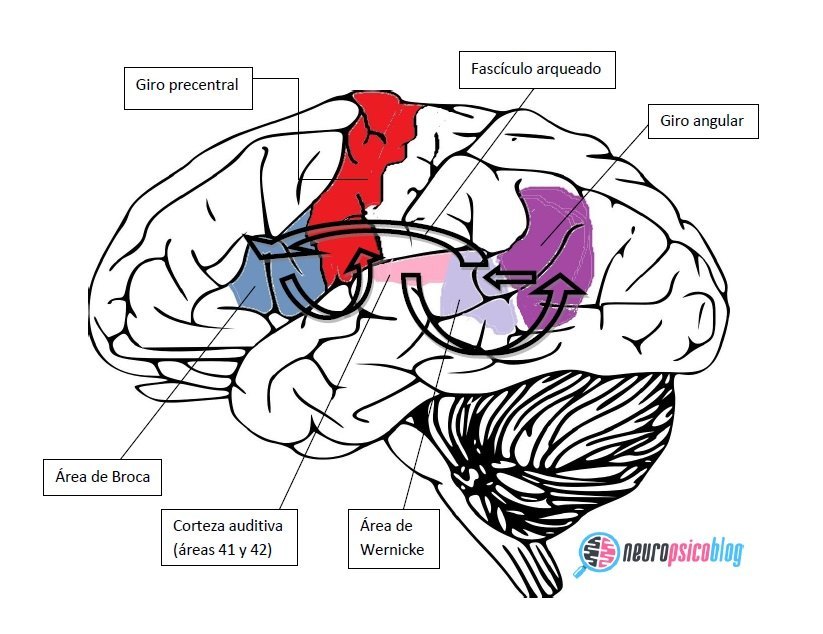 Neuroanatomía del lenguaje oral