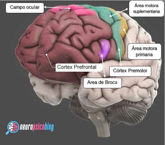 Neuroanatomia del lóbulo frontal