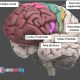 Neuroanatomia del lóbulo frontal