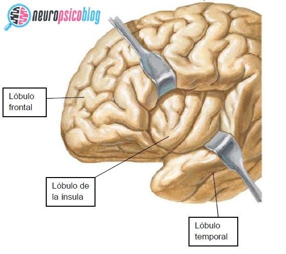 Los lóbulos cerebrales