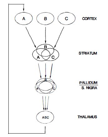Los cinco circuitos frontosubcorticales