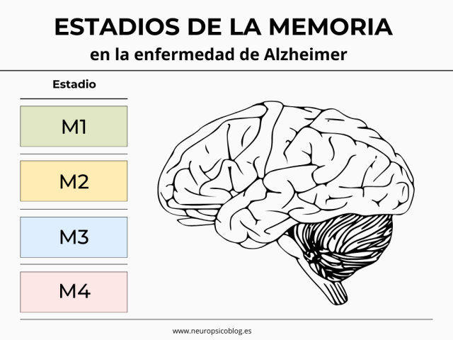 los 4 estadios de la memoria en la enfermedad e alzheimer